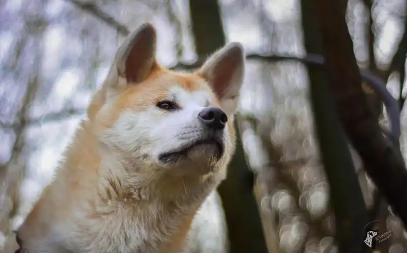 shibainu全高清壁纸和背景,高清图片,壁纸 - 天下桌面