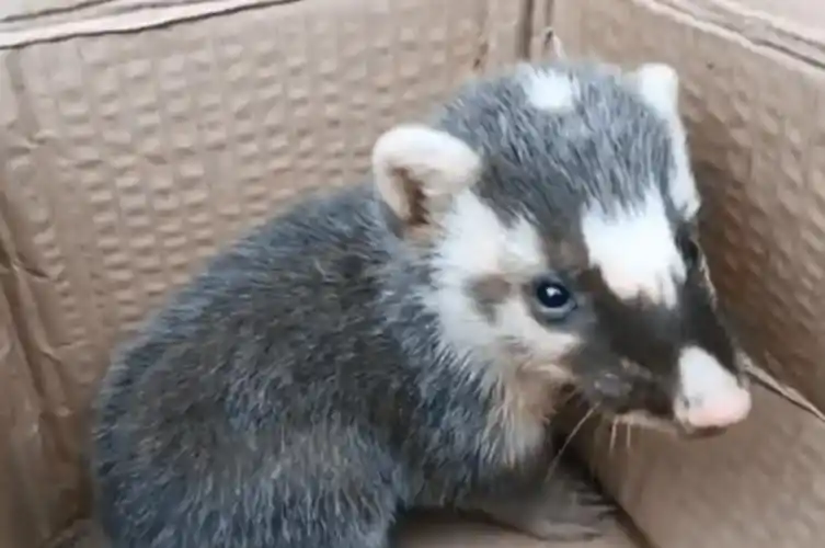 广州市发布处置禁食陆生野生动物补偿办法广西超400万元网箱鱼不明