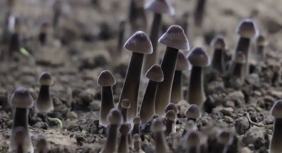 武城县首批黑皮鸡枞菌上市亩效益超40万