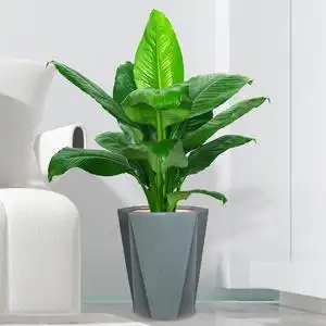 北京绿巨人盆栽万年青新房客厅除甲醛净化空气植物好养易活植物