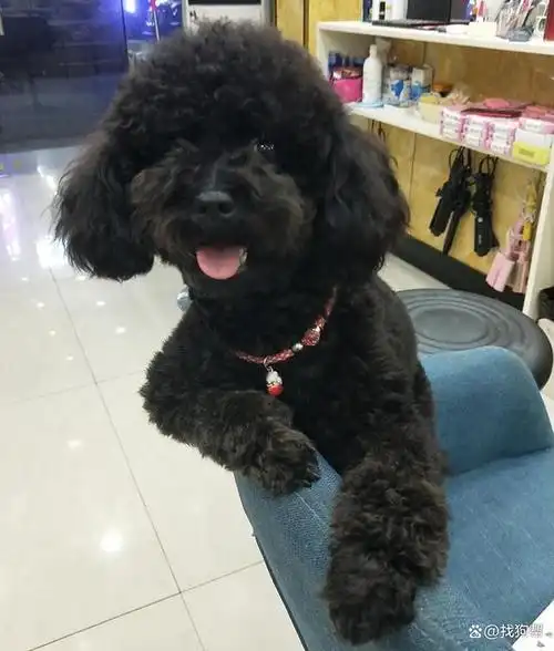 苏州市姑苏区1000寻找黑色泰迪犬