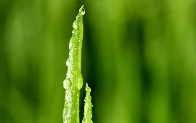 清新绿色护眼嫩芽高清桌面壁纸下载 第一辑