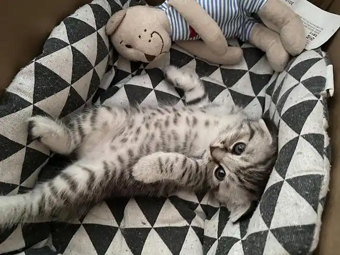 杭州一个多月大的美短串蓝猫小奶猫求领养