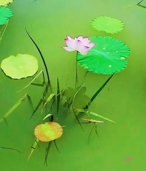 夏日荷花,不求绚烂极致,只求恬淡清宁,在时光深处,独自优雅.