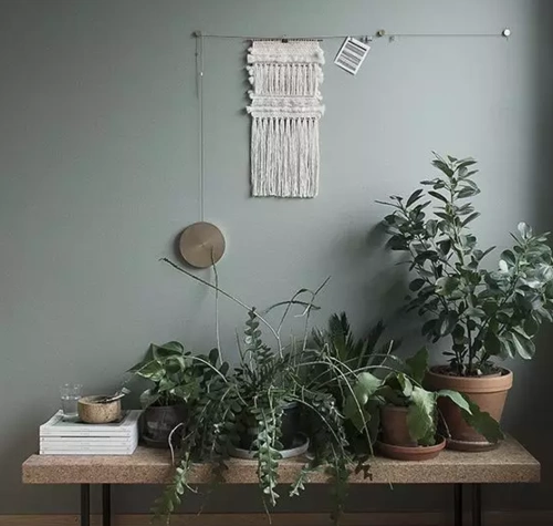 跟灰绿色墙面最搭的绿色小物是?当然就是绿色植物了!