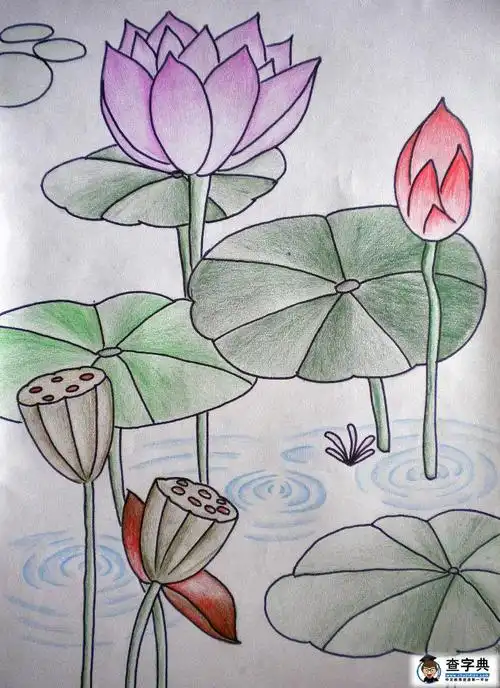夏天美丽的荷花儿童画-淑女荷花