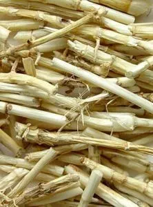 鱼腥草与白茅根是一种植物吗?