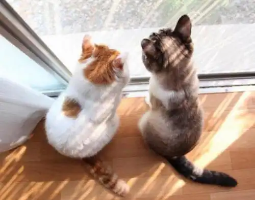 怎么让两只猫咪关系变好