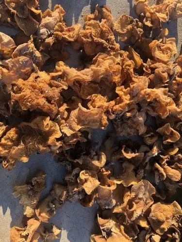 原产地 羊肚耳产地直销