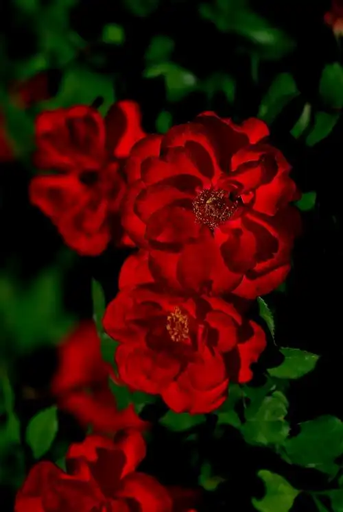 【原创】红蔷薇