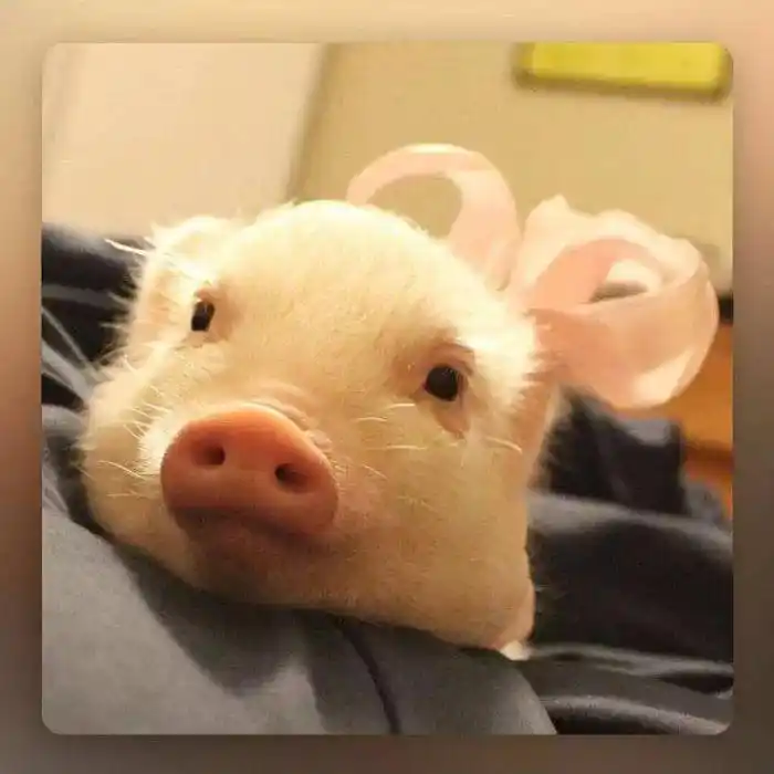 可爱萌货-猪猪头像