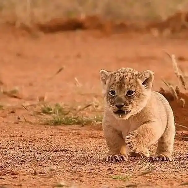 萌萌哒小狮子天团(四)#狮子#动物#治愈系 #萌萌哒#抖音动 - 抖音