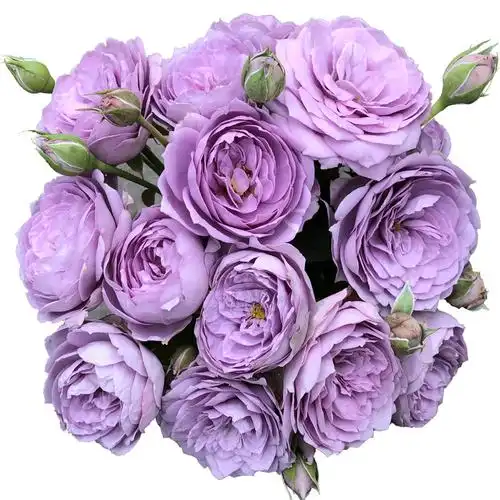 欧月灌木月季花蓝色风暴丰花浓香大花玫瑰玫瑰花花卉