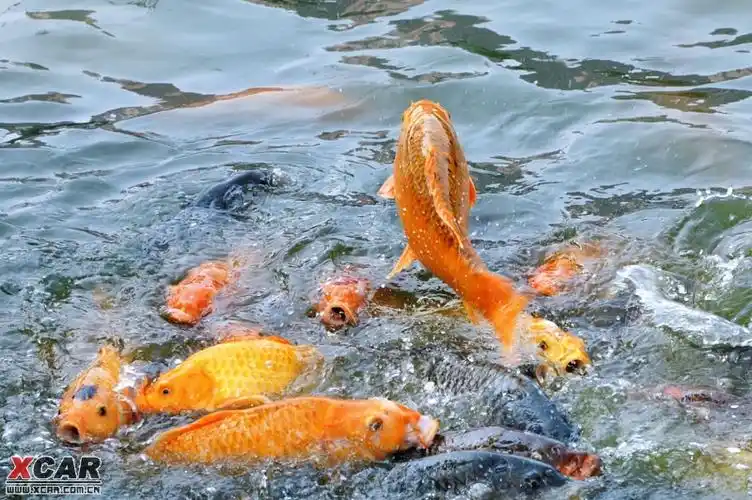 见过鲤鱼跳跃,可惜不是跳龙门!