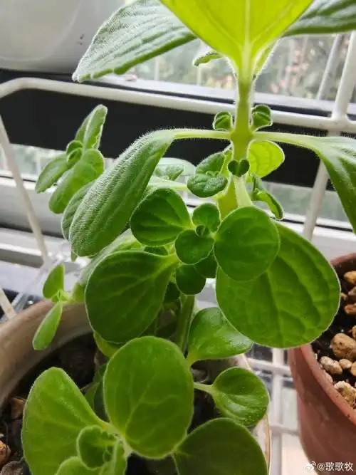 碰碰香##毛绒香茶菜