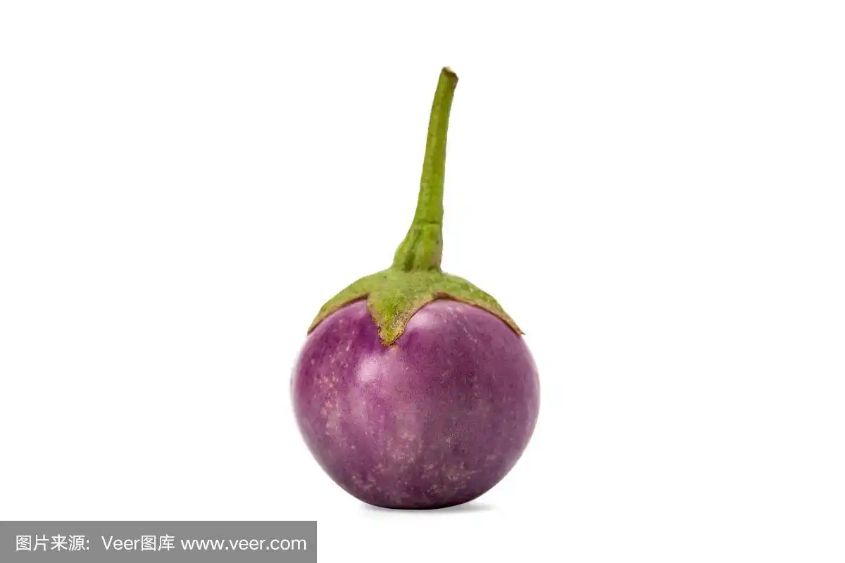 茄子,紫色,又苦又甜的浆果,茄科植物,椭圆形