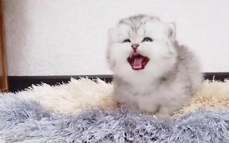 可爱小奶猫盯着逗猫棒喵喵叫