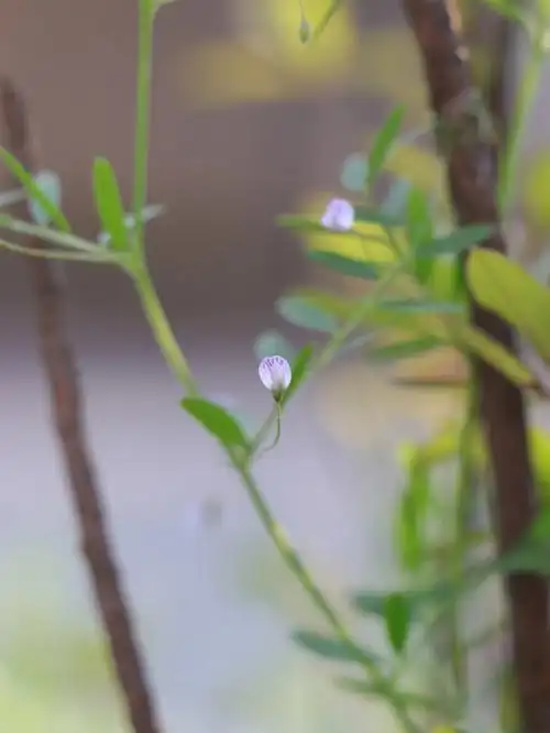 四籽野豌豆采薇采薇