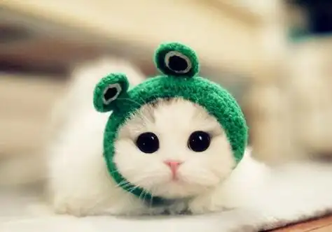 萌萌哒喵星人图片大全_可爱的猫咪大图素材 - qq业务乐园