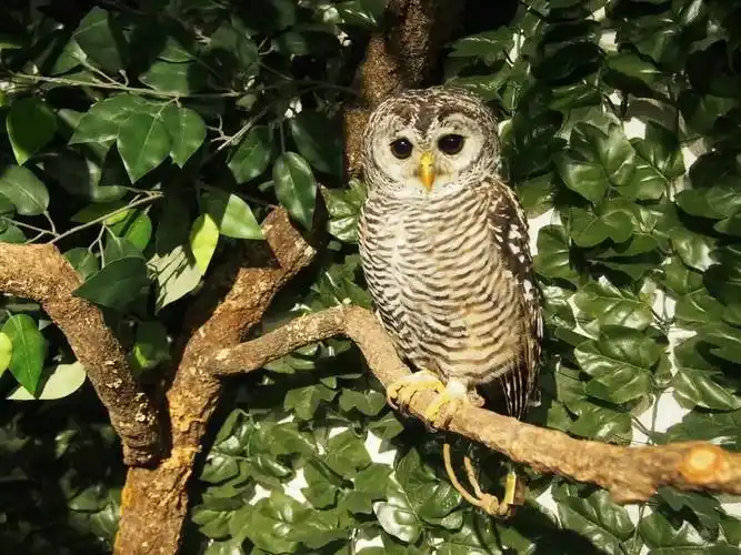 猫头鹰宝宝趴着睡觉的样子也太像猫了吧网友埋头大睡不憋气吗