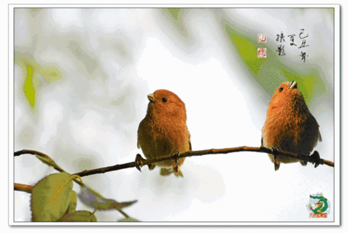 会动的花鸟画实在美!