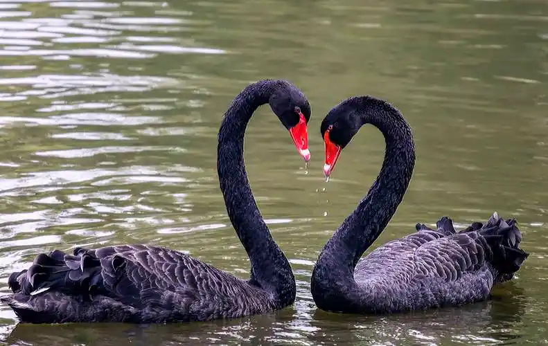 美丽俊俏的黑天鹅 - 美篇