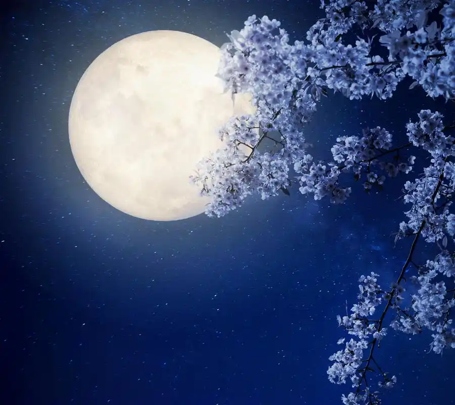 古风《广 寒 吟》