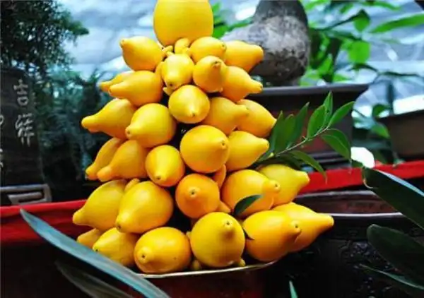 41种不常见的罕见水果图片和名字