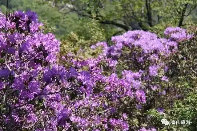 小编带你看鲁山大美尧山世界上最美的杜鹃花海没有之一