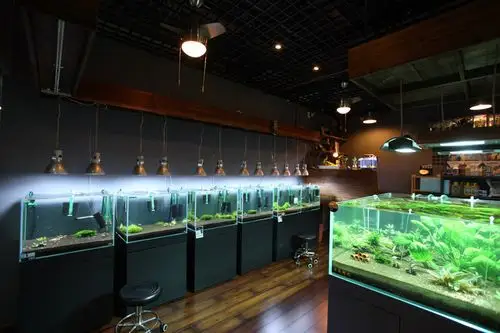 国内水族店水草缸造景北京尺寸设计水晶小屋店