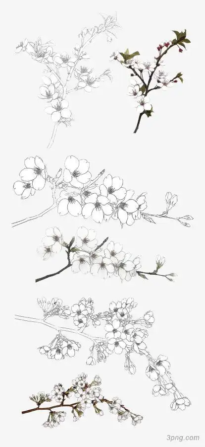 素描桃花png素材透明免抠图片动植人物