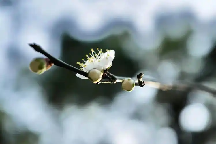 芳菲满园丨迟放的梅花少了份孤寒多了些风情