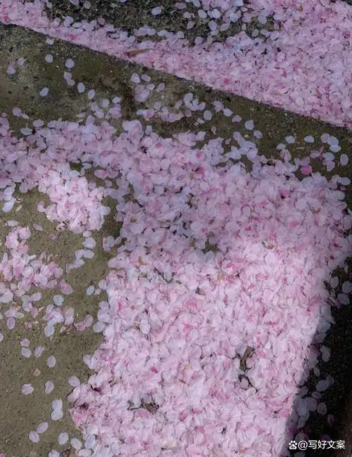 看一场落花做一个诗意缤纷的人