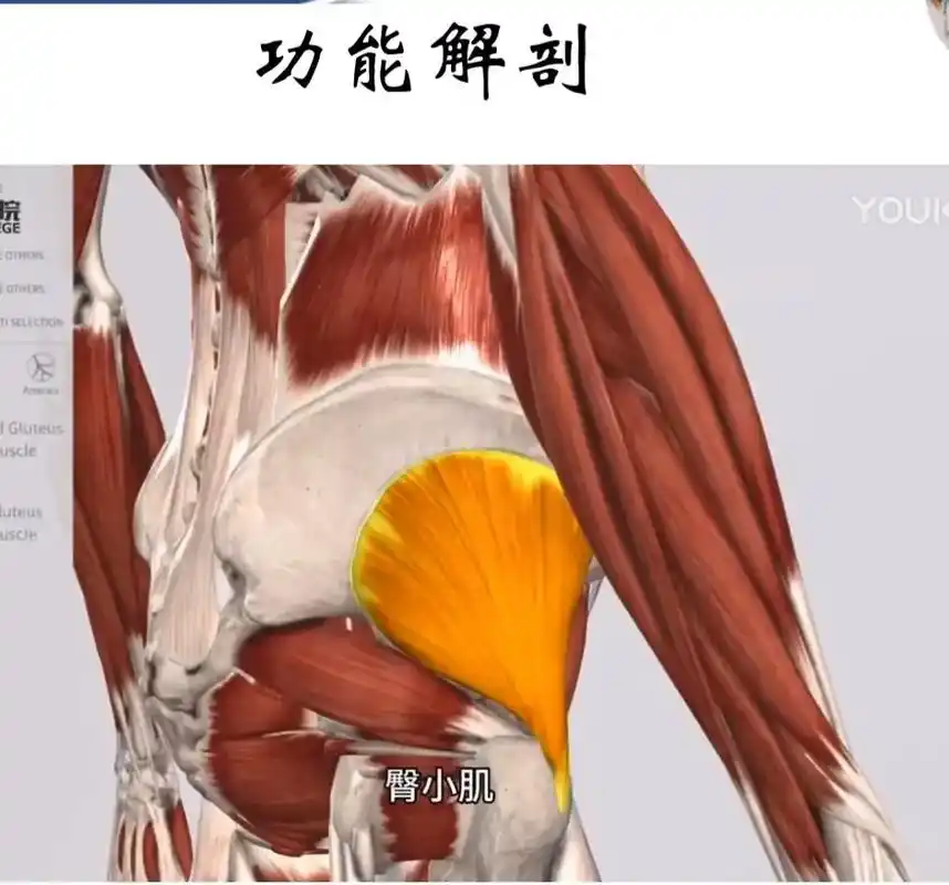 亲爱的朋友,在我们臀部侧面的深层,有块体积较小的肌肉,叫臀小 - 抖音