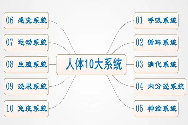 人体十大系统的思维导图人体全部系统