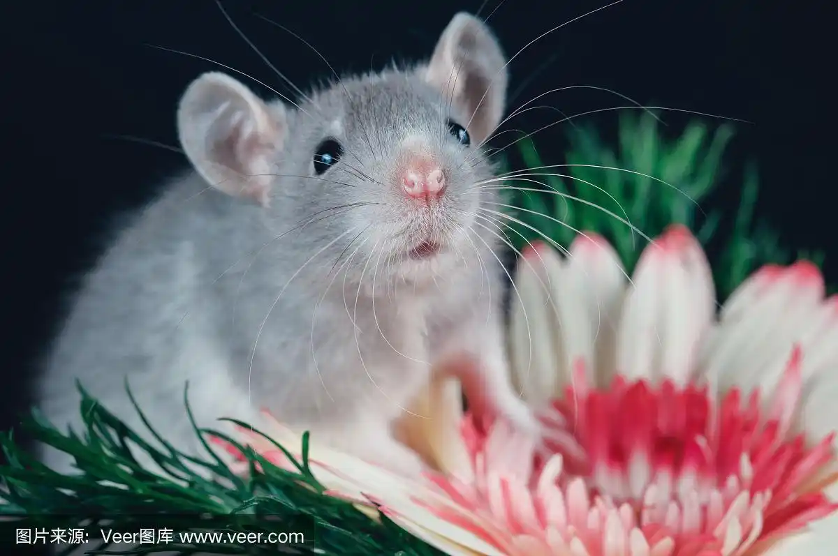 黑色背景上长着大耳朵的可爱老鼠