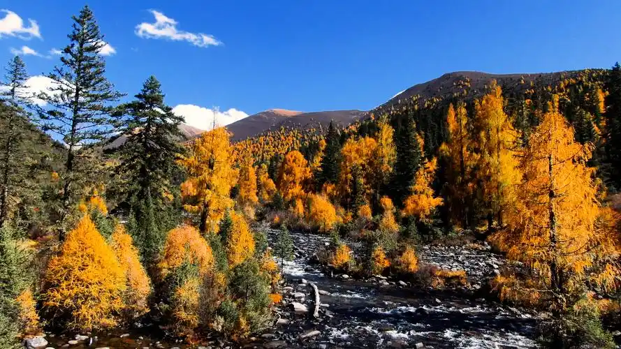 高清美图|五彩斑斓的彩林,秋天的道孚风景正盛_四川在线