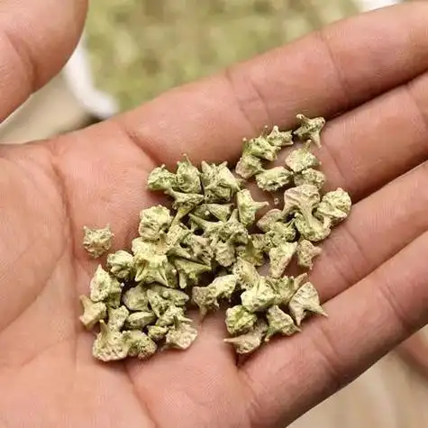 【道医秘方精华】:补益蒺藜丸