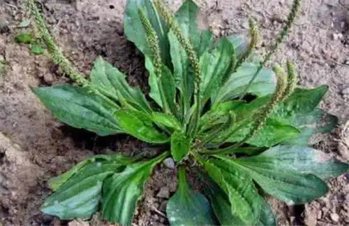 车前草籽的功效车前草具体服用方法