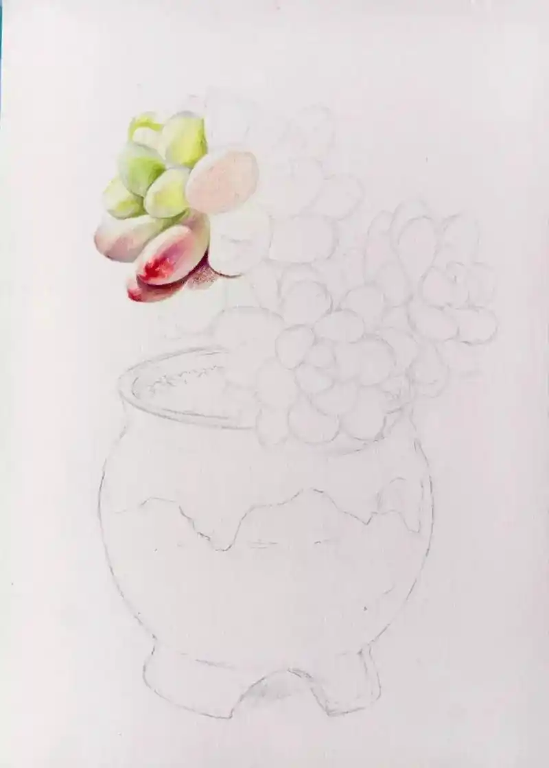 教你画美美的彩铅多肉盆栽