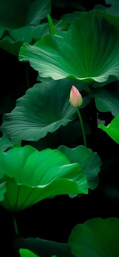 手机壁纸,高清4k墙纸