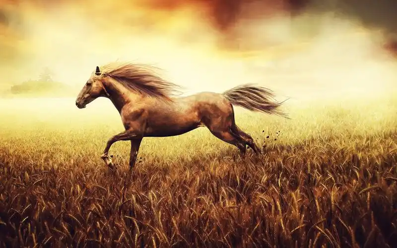 首页 创意和图形 马跑在麦田 壁纸 马跑在麦田 桌布 - 2560x1600 当前