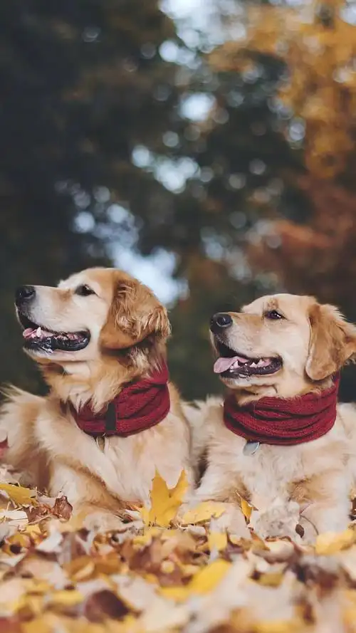 呆萌可爱的狗狗图片手机壁纸_动物_手机壁纸下载_美桌网