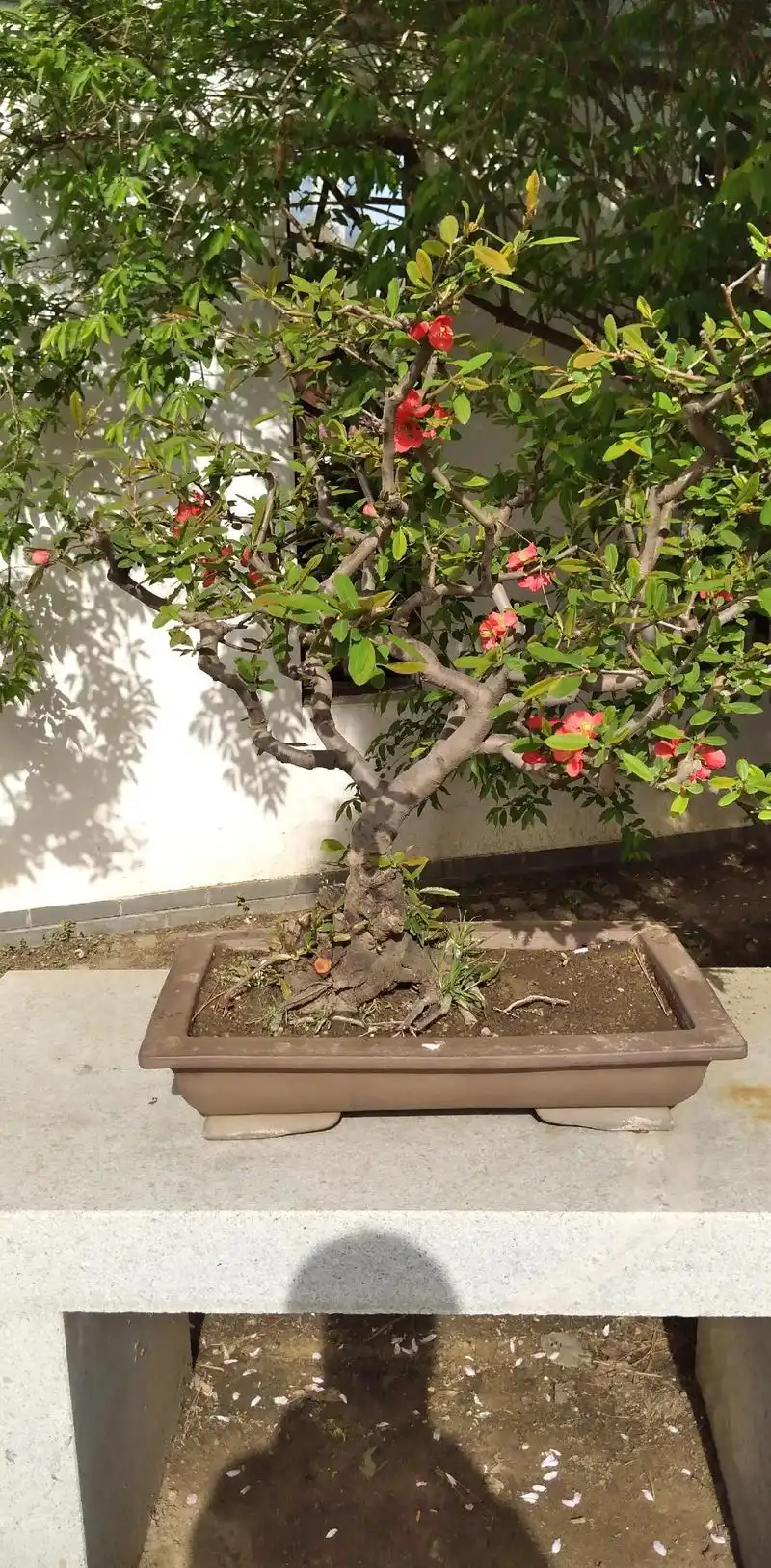 盆栽海棠的艺术价值.海棠花,学名为木瓜科植物,以其优美的姿态 - 抖音