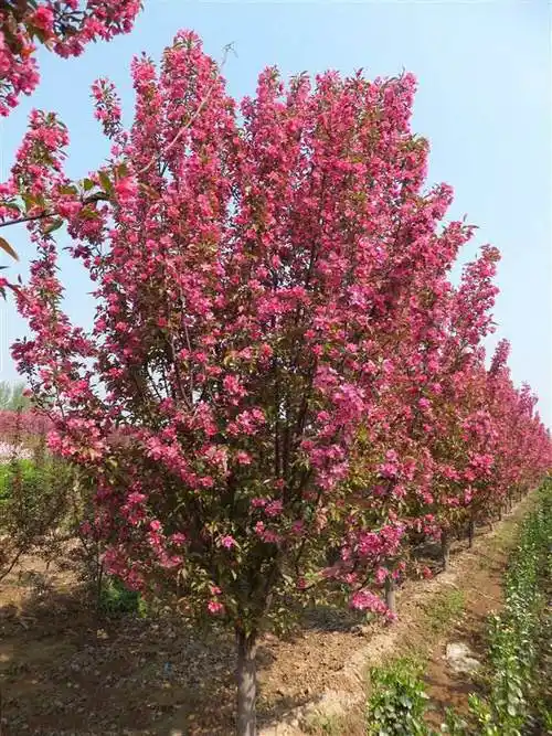 北美海棠的价值和应用要点是什么?