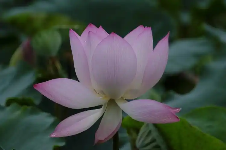 荷香百亩淡雅脱俗沁人心脾