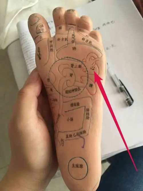 (一)如果患有心脏病,右脚随便贴,避开左脚心脏反射区.