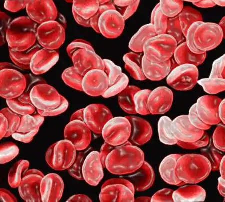 纯红细胞再生障碍性贫血的病因