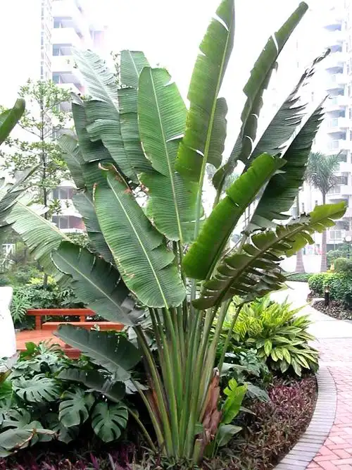 请问图中在南方大量可见的芭蕉叶子一样 何种植物 以及科属?