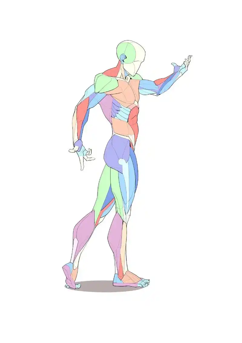 肌肉结构怎么样画?分享一组线稿和肌肉图.#速写 #绘画素材  - 抖音